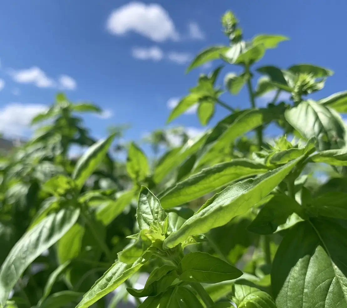 バジル商品です♪ basil.sc | 藤井寺市企業データベースサイト「FUJISearch」