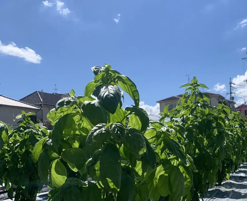 basil.sc | 藤井寺市企業データベースサイト「FUJISearch」