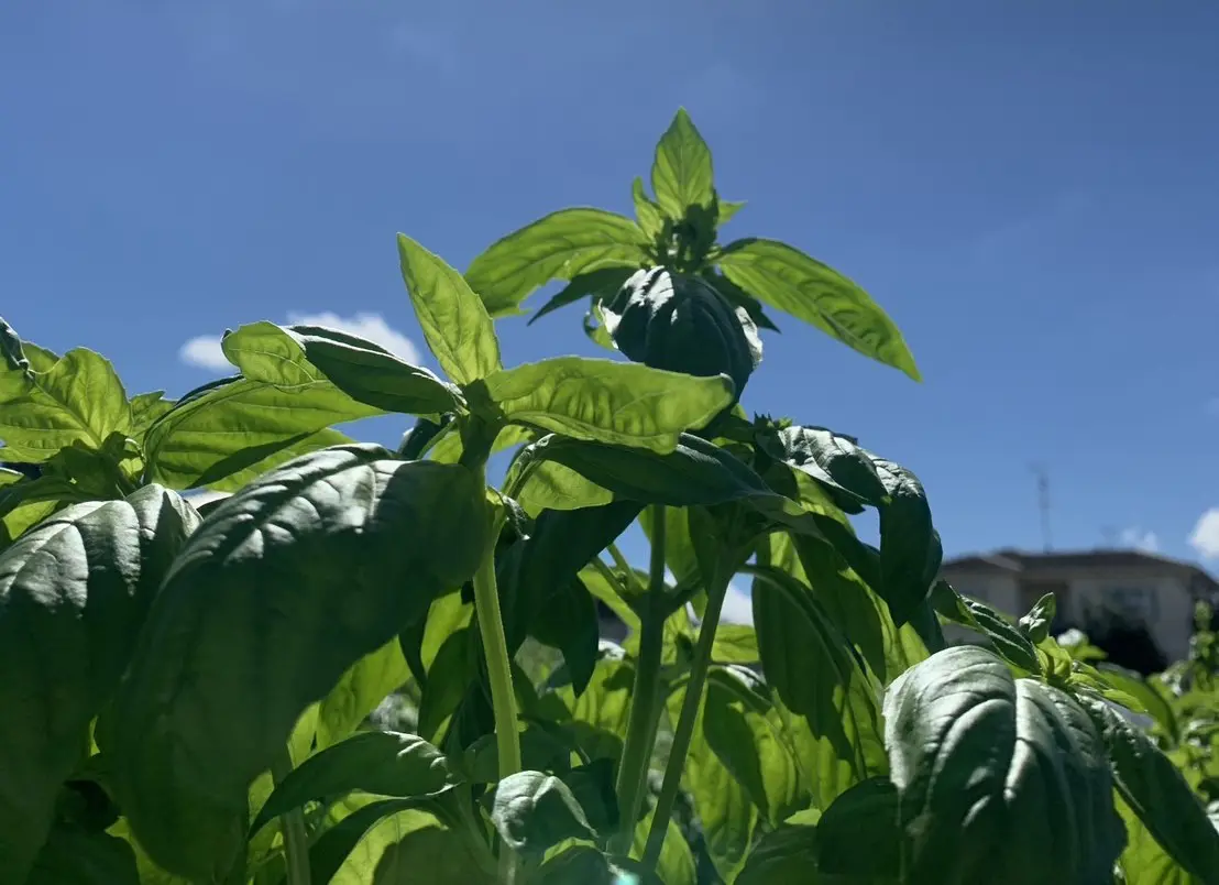 バジル出品 basil.sc | 藤井寺市企業データベースサイト「FUJISearch」